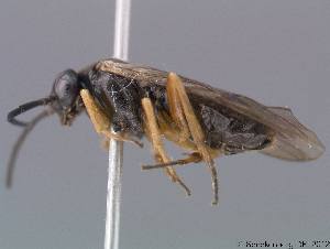  ( - DEI-GISHym18872)  @11 [ ] Copyright (2012) Senckenberg DEI Senckenberg DEI