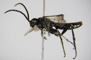  ( - BC ZSM HYM 15753)  @12 [ ] CreativeCommons - Attribution Non-Commercial Share-Alike (2015) SNSB, Zoologische Staatssammlung Muenchen SNSB, Zoologische Staatssammlung Muenchen