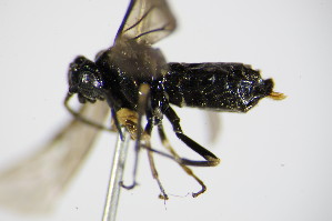  ( - BC ZSM HYM 15848)  @12 [ ] CreativeCommons - Attribution Non-Commercial Share-Alike (2015) SNSB, Zoologische Staatssammlung Muenchen SNSB, Zoologische Staatssammlung Muenchen