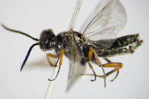  ( - BC ZSM HYM 15915)  @12 [ ] CreativeCommons - Attribution Non-Commercial Share-Alike (2015) SNSB, Zoologische Staatssammlung Muenchen SNSB, Zoologische Staatssammlung Muenchen