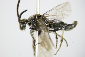  (Arge ciliaris - BC ZSM HYM 16879)  @13 [ ] CreativeCommons - Attribution Non-Commercial Share-Alike (2015) SNSB, Zoologische Staatssammlung Muenchen SNSB, Zoologische Staatssammlung Muenchen
