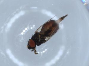  ( - CCDB-35798-C03)  @11 [ ] CreativeCommons - Attribution (2020) Centre for Biodiversity Genomics Centre for Biodiversity Genomics