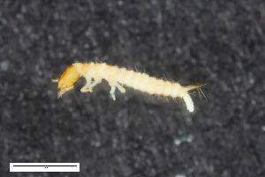  ( - ZFMK-TIS-2568318)  @12 [ ] CreativeCommons  Attribution Share-Alike (by-sa) 4.0 (2017) Unspecified Zoologisches Forschungsmuseum Alexander Koenig