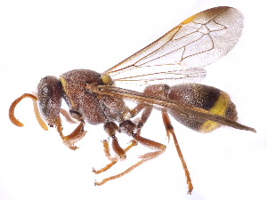  (Polistes stigma - gvcT09609)  @14 [ ] CreativeCommons - Attribution Non-Commercial (2017) Graeme V. Cocks Unspecified