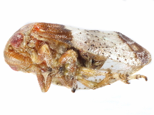  (Polychaetophyes - gvcT11199)  @11 [ ] CreativeCommons - Attribution Non-Commercial (2017) Graeme V. Cocks Unspecified