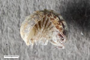  ( - ZFMK-TIS-2570765)  @11 [ ] CreativeCommons  Attribution Share-Alike (by-sa) 102 (2018) Unspecified Zoologisches Forschungsmuseum Alexander Koenig