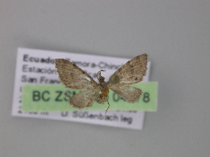  (Eupithecia AH28Ec - BC ZSM Lep 04278)  @13 [ ] CreativeCommons - Attribution Non-Commercial Share-Alike (2010) Axel Hausmann SNSB, Zoologische Staatssammlung Muenchen