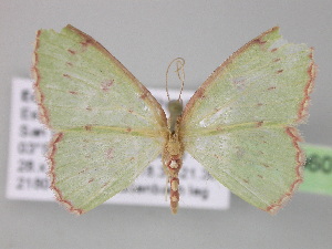  (Lissochlora pectinifera - BC ZSM Lep 03960)  @14 [ ] CreativeCommons - Attribution Non-Commercial Share-Alike (2010) Axel Hausmann SNSB, Zoologische Staatssammlung Muenchen