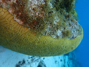  ( - SF2022_M8)  @11 [ ] Copyright (2025) Catalina Gomez-Cubillos Institute of Studies in Marine Sciencies, Universidad Nacional de Colombia - Caribbean campus