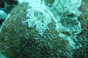  ( - SF2021_M20)  @11 [ ] Copyright (2025) Catalina Gomez-Cubillos Institute of Studies in Marine Sciencies, Universidad Nacional de Colombia - Caribbean campus
