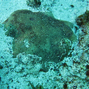  ( - SF2021_M4)  @11 [ ] Copyright (2025) Catalina Gomez-Cubillos Institute of Studies in Marine Sciencies, Universidad Nacional de Colombia - Caribbean campus