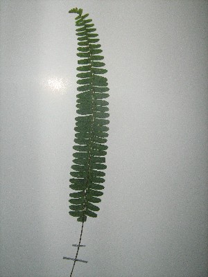  (Nephrolepis biserrata - NIBGE-GCUBG-324)  @14 [ ] CreativeCommons - Attribution Non-Commercial Share-Alike (2011) Zaheer Khan GC University Lahore, Pakistan