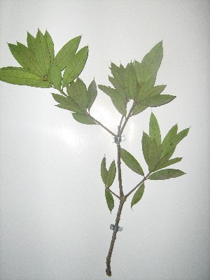  (Jacquinia armillaris - NIBGE-GCUBG-401)  @11 [ ] CreativeCommons - Attribution Non-Commercial Share-Alike (2011) Zaheer Khan GC University Lahore, Pakistan
