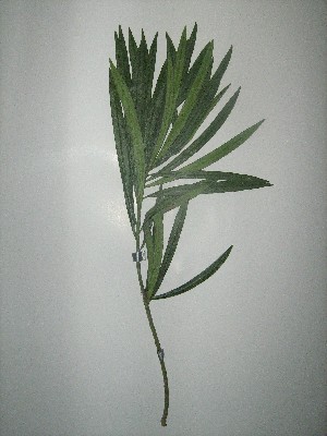  (Thevetia neriifolia - NIBGE-GCUBG-412)  @11 [ ] CreativeCommons - Attribution Non-Commercial Share-Alike (2011) Zaheer Khan GC University Lahore, Pakistan