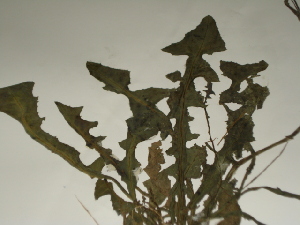  ( - GCUL-FDGK-118)  @11 [ ] CreativeCommons - Attribution Non-Commercial Share-Alike (2012) Saadullah Khan DR.SULTAN HERBARIUM, GC University Lahore
