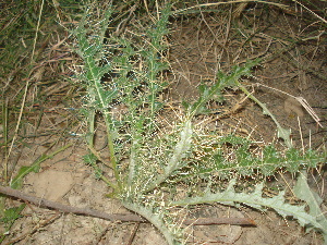  (Cirsium wallichii - GCUL-FDGK-180)  @11 [ ] CreativeCommons - Attribution Non-Commercial Share-Alike (2012) Saadullah Khan DR.SULTAN HERBARIUM, GC University Lahore