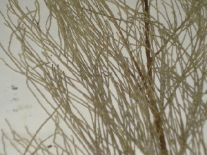  ( - GCUL-FDGK-202)  @11 [ ] CreativeCommons - Attribution Non-Commercial Share-Alike (2012) Saadullah Khan DR.SULTAN HERBARIUM, GC University Lahore