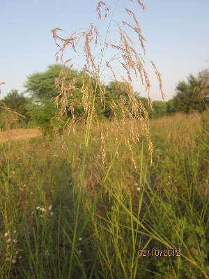  ( - GCUL-FDGK-433)  @11 [ ] CreativeCommons - Attribution Non-Commercial Share-Alike (2013) Saadullah Khan DR.SULTAN HERBARIUM, GC University Lahore