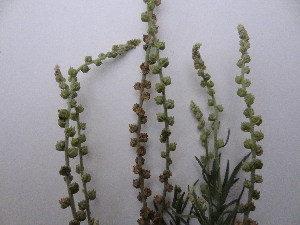  (Oligomeris linifolia - GCUL-FDGK-636)  @11 [ ] CreativeCommons - Attribution Non-Commercial Share-Alike (2013) Saadullah Khan DR.SULTAN HERBARIUM, GC University Lahore