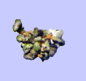  ( - 11BAE_SP-0039)  @11 [ ] CreativeCommons  Attribution Non-Commercial Share-Alike (2019) Dzmitry Lukashanets SPC of the NAS of Belarus for Bioresources