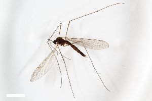  ( - ZFMK-TIS-14834)  @11 [ ] CreativeCommons  Attribution Share-Alike (by-sa) 384 (2014) Unspecified Zoologisches Forschungsmuseum Alexander Koenig