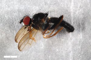  (Cordilura impudica - ZFMK-TIS-2001146)  @11 [ ] CreativeCommons  Attribution Share-Alike (by-sa) 384 (2016) Unspecified Zoologisches Forschungsmuseum Alexander Koenig