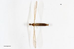  ( - ZFMK-TIS-2502975)  @11 [ ] CreativeCommons  Attribution Share-Alike (by-sa) 384 (2014) Unspecified Zoologisches Forschungsmuseum Alexander Koenig