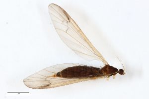  ( - ZFMK-TIS-2502978)  @11 [ ] CreativeCommons  Attribution Share-Alike (by-sa) 384 (2014) Unspecified Zoologisches Forschungsmuseum Alexander Koenig