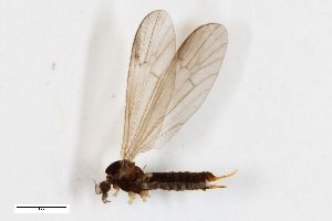  ( - ZFMK-TIS-2502979)  @11 [ ] CreativeCommons  Attribution Share-Alike (by-sa) 384 (2014) Unspecified Zoologisches Forschungsmuseum Alexander Koenig