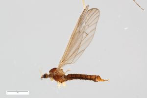  ( - ZFMK-TIS-2503204)  @11 [ ] CreativeCommons  Attribution Share-Alike (by-sa) 384 (2014) Unspecified Zoologisches Forschungsmuseum Alexander Koenig