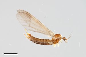  ( - ZFMK-TIS-2503205)  @11 [ ] CreativeCommons  Attribution Share-Alike (by-sa) 384 (2014) Unspecified Zoologisches Forschungsmuseum Alexander Koenig