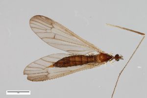  ( - ZFMK-TIS-2503206)  @11 [ ] CreativeCommons  Attribution Share-Alike (by-sa) 384 (2014) Unspecified Zoologisches Forschungsmuseum Alexander Koenig