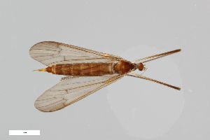  ( - ZFMK-TIS-2503207)  @11 [ ] CreativeCommons  Attribution Share-Alike (by-sa) 384 (2014) Unspecified Zoologisches Forschungsmuseum Alexander Koenig