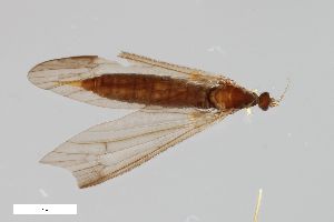  ( - ZFMK-TIS-2503208)  @11 [ ] CreativeCommons  Attribution Share-Alike (by-sa) 384 (2014) Unspecified Zoologisches Forschungsmuseum Alexander Koenig