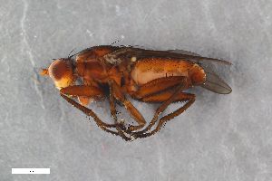  (Pherbellia austera - ZFMK-TIS-2507618)  @11 [ ] CreativeCommons  Attribution Share-Alike (by-sa) 384 (2015) Unspecified Zoologisches Forschungsmuseum Alexander Koenig