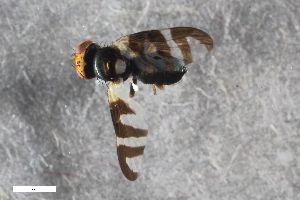  ( - ZFMK-TIS-2507644)  @11 [ ] CreativeCommons  Attribution Share-Alike (by-sa) 384 (2015) Unspecified Zoologisches Forschungsmuseum Alexander Koenig