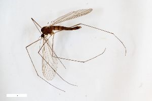  ( - ZFMK-TIS-2516910)  @11 [ ] CreativeCommons  Attribution Share-Alike (by-sa) 384 (2014) Unspecified Zoologisches Forschungsmuseum Alexander Koenig