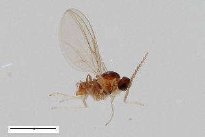  (Campylomyza fusca - ZFMK-TIS-2520735)  @11 [ ] CreativeCommons  Attribution Share-Alike (by-sa) 384 (2014) Unspecified Zoologisches Forschungsmuseum Alexander Koenig