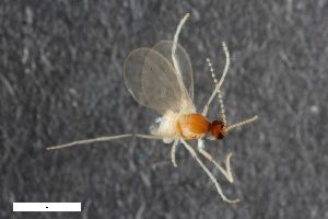  (Campylomyza aemula - ZFMK-TIS-2527358)  @11 [ ] CreativeCommons  Attribution Share-Alike (by-sa) 384 (2014) Unspecified Zoologisches Forschungsmuseum Alexander Koenig