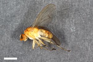  ( - ZFMK-TIS-2528483)  @11 [ ] CreativeCommons  Attribution Share-Alike (by-sa) 384 (2016) Unspecified Zoologisches Forschungsmuseum Alexander Koenig