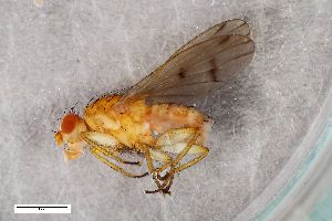  (Suillia lurida - ZFMK-TIS-2536230)  @11 [ ] CreativeCommons  Attribution Share-Alike (by-sa) 384 (2018) Unspecified Zoologisches Forschungsmuseum Alexander Koenig