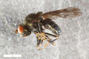 (Parydra quinquemaculata - ZFMK-TIS-2536231)  @11 [ ] CreativeCommons  Attribution Share-Alike (by-sa) 384 (2018) Unspecified Zoologisches Forschungsmuseum Alexander Koenig