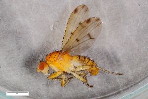  (Suillia similis - ZFMK-TIS-2536237)  @11 [ ] CreativeCommons  Attribution Share-Alike (by-sa) 384 (2018) Unspecified Zoologisches Forschungsmuseum Alexander Koenig