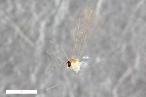  (Camptomyia calcarata - ZFMK-TIS-2537336)  @11 [ ] CreativeCommons  Attribution Share-Alike (by-sa) 384 (2015) Unspecified Zoologisches Forschungsmuseum Alexander Koenig
