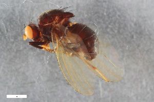  ( - ZFMK-TIS-2539404)  @11 [ ] CreativeCommons  Attribution Share-Alike (by-sa) 384 (2014) Unspecified Zoologisches Forschungsmuseum Alexander Koenig