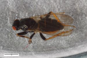  (Crumomyia roserii - ZFMK-TIS-2545543)  @11 [ ] CreativeCommons  Attribution Share-Alike (by-sa) 384 (2017) Unspecified Zoologisches Forschungsmuseum Alexander Koenig
