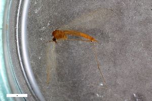  (Trichocera parva - ZFMK-TIS-2545685)  @11 [ ] CreativeCommons  Attribution Share-Alike (by-sa) 384 (2017) Unspecified Zoologisches Forschungsmuseum Alexander Koenig