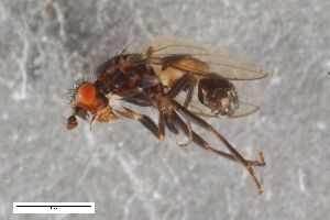  (Herniosina pollex - ZFMK-TIS-2545775)  @11 [ ] CreativeCommons  Attribution Share-Alike (by-sa) 384 (2018) Unspecified Zoologisches Forschungsmuseum Alexander Koenig