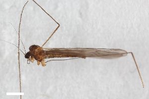  ( - ZFMK-TIS-2546652)  @11 [ ] CreativeCommons  Attribution Share-Alike (by-sa) 384 (2015) Unspecified Zoologisches Forschungsmuseum Alexander Koenig