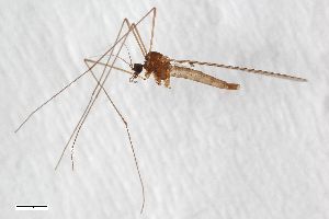  ( - ZFMK-TIS-2546667)  @11 [ ] CreativeCommons  Attribution Share-Alike (by-sa) 384 (2015) Unspecified Zoologisches Forschungsmuseum Alexander Koenig